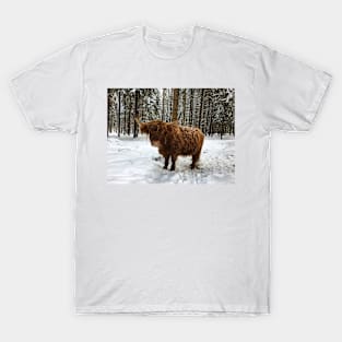 Scottish Highland Cattle Cow 1677 T-Shirt